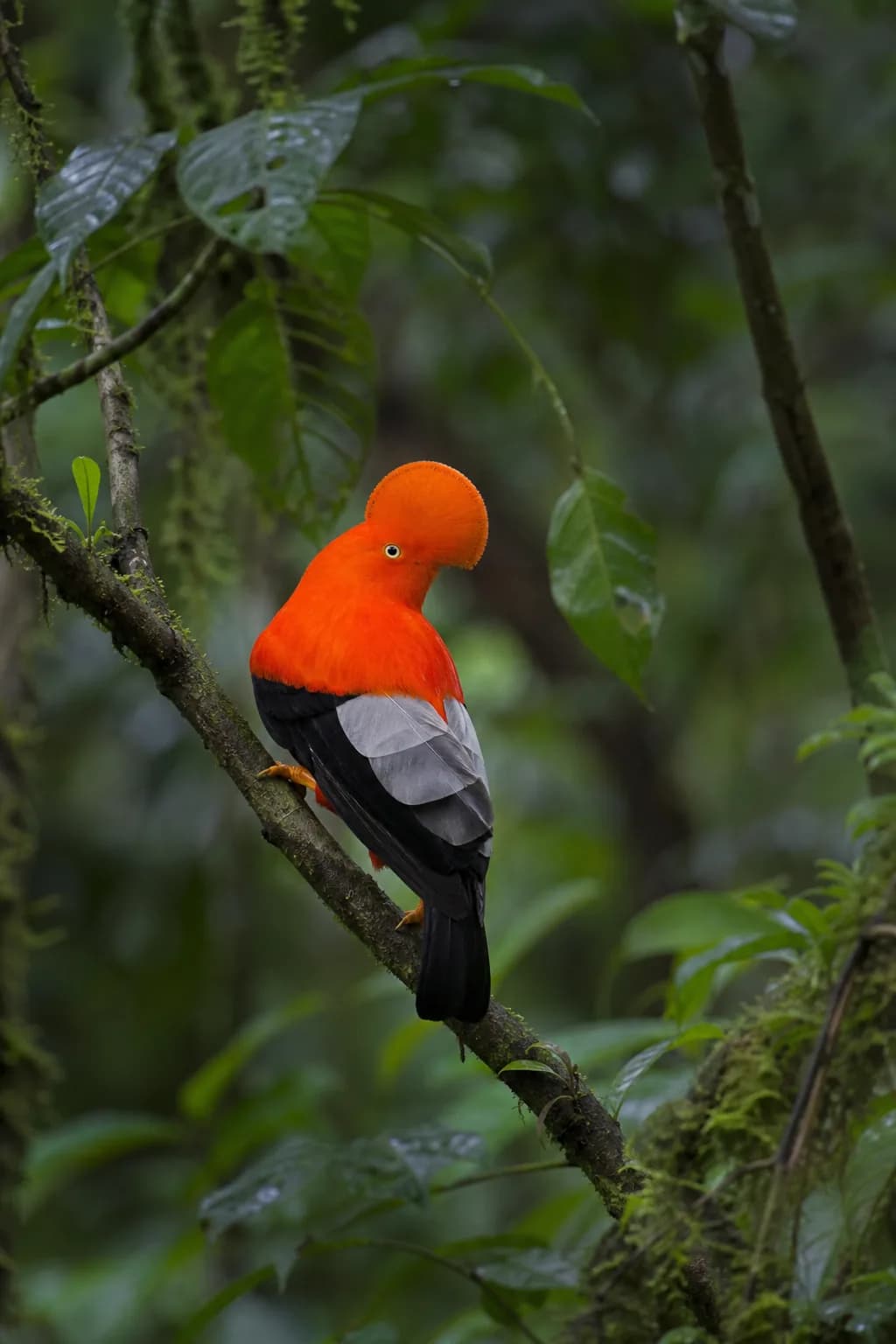Andean cock-of-the-rock in cloud forest