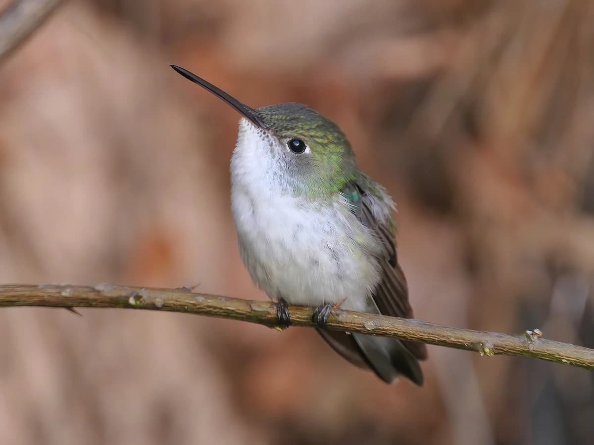 BIRDING IN CUSCO gallery