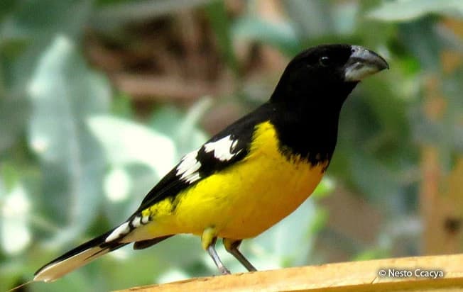 BIRDING IN CUSCO gallery