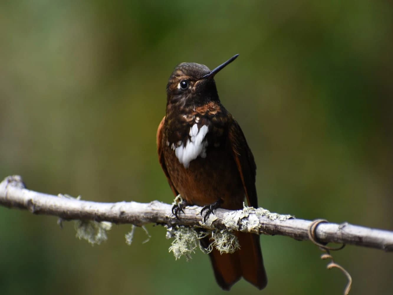 BIRDING MANU NATIONAL PARK ROAD 7D/6N gallery