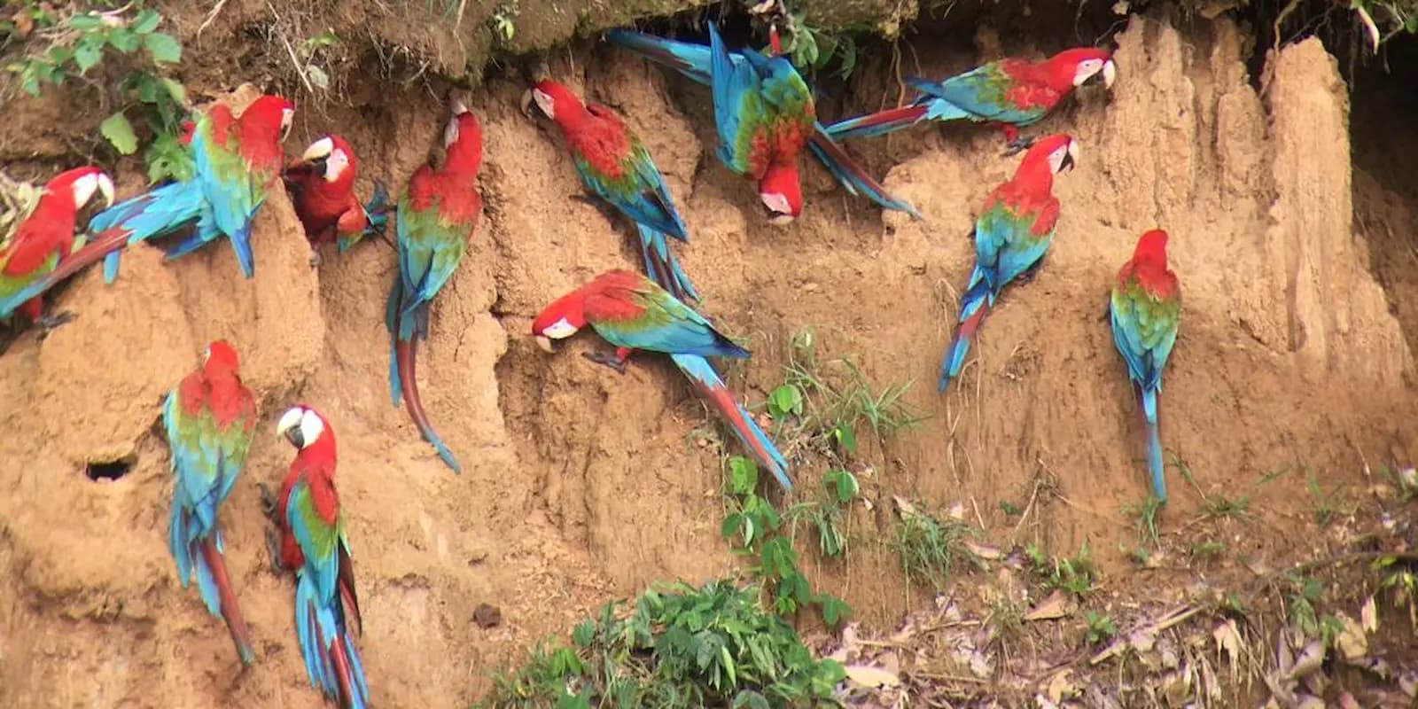 MACAW CLICK 2D/1N