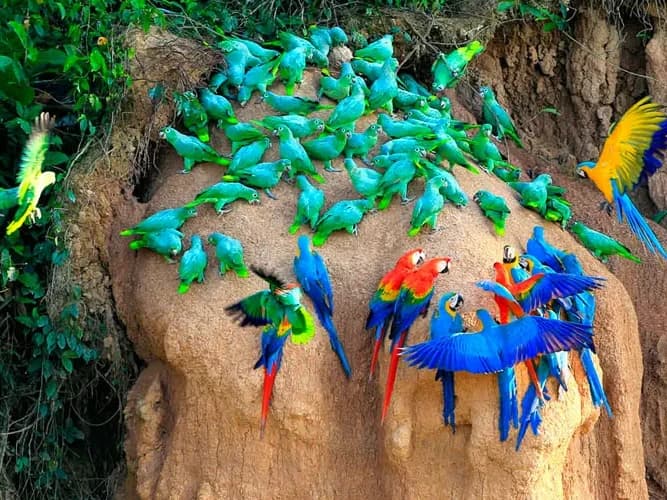MACAW CLICK 2D/1N gallery