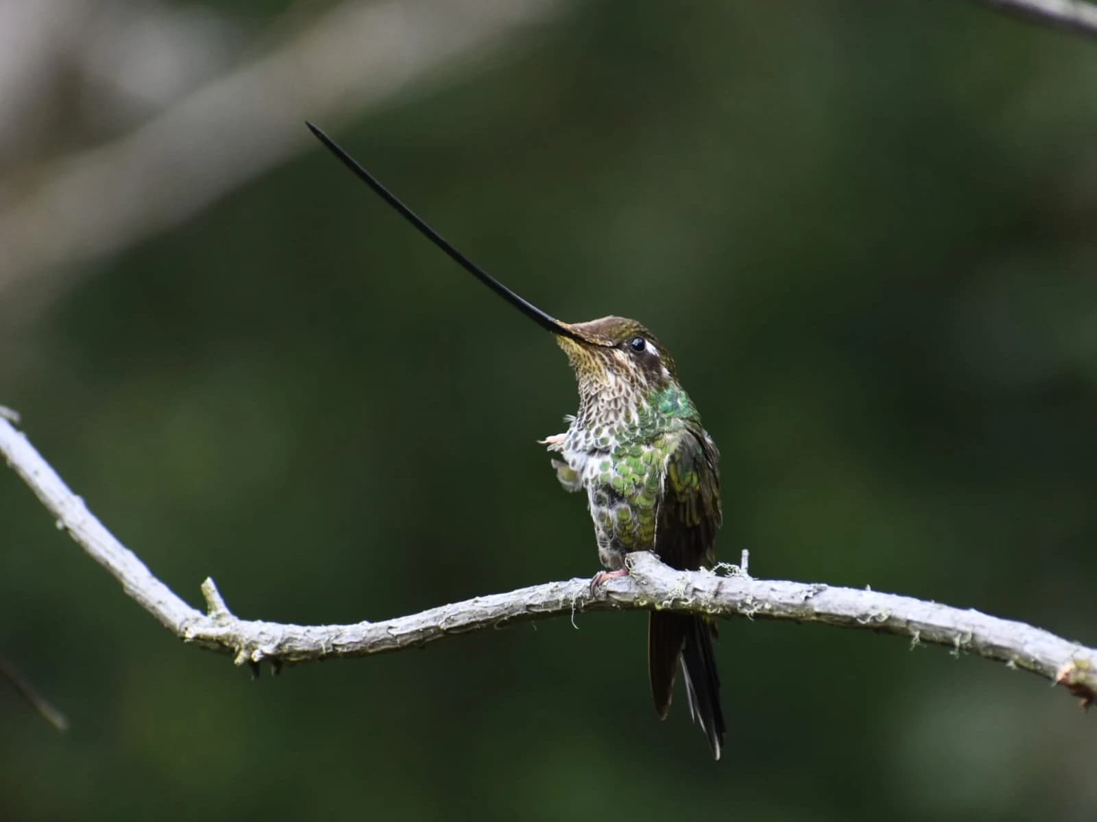OBSERVACION DE AVES EN EL PARQUE NACIONAL DE MANU 7D/6N — imagen temporal