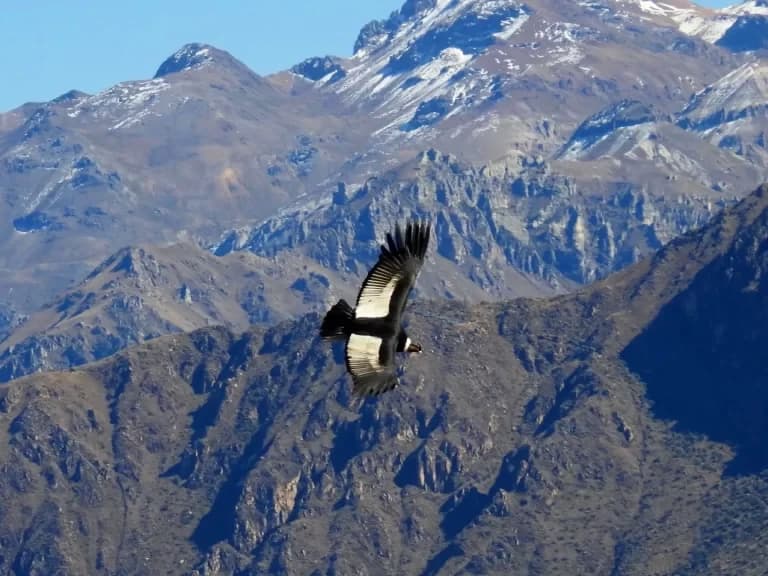 CAÑÓN DEL COLCA FULL DAY — imagen temporal