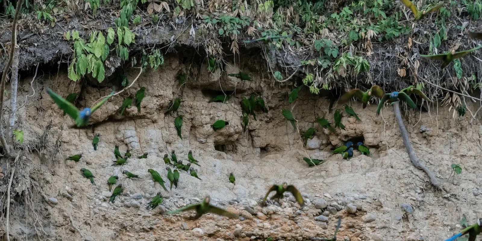 MANU TOUR BIOSFERA 3D/2N — imagen temporal