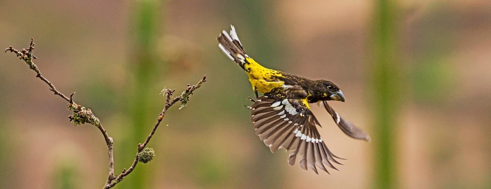 OBSERVACION DE AVES CUSCO — imagen temporal