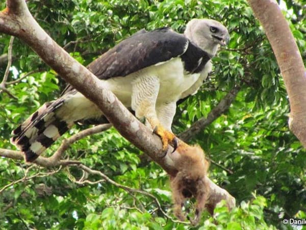 OBSERVACION DE AVES RUTA MANU 4D/3N — imagen temporal