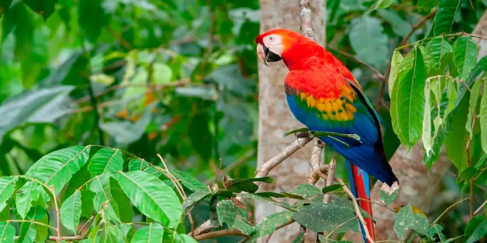 TOUR TAMBOPATA 4D/3N — imagen temporal