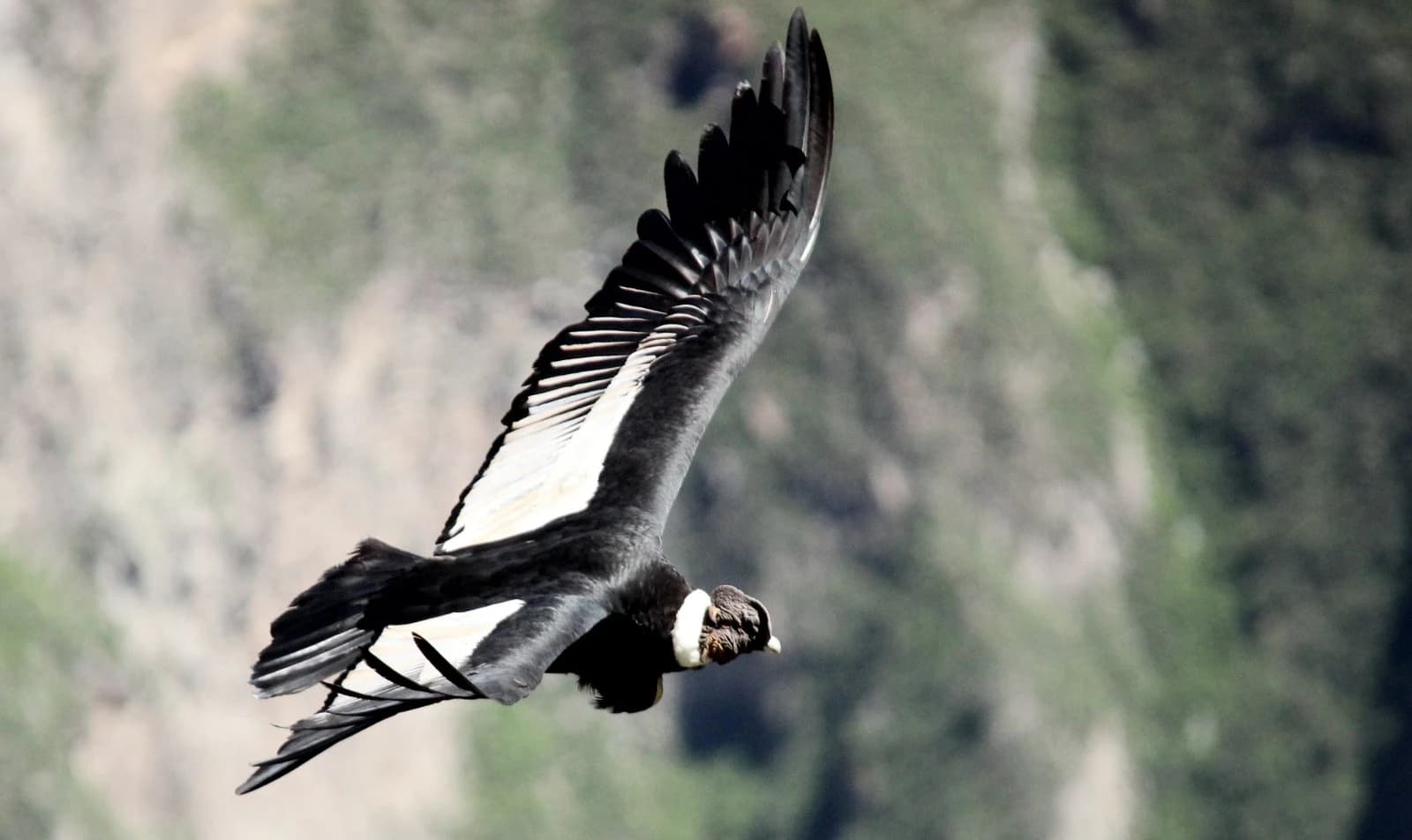 VUELO DEL CONDOR gallery
