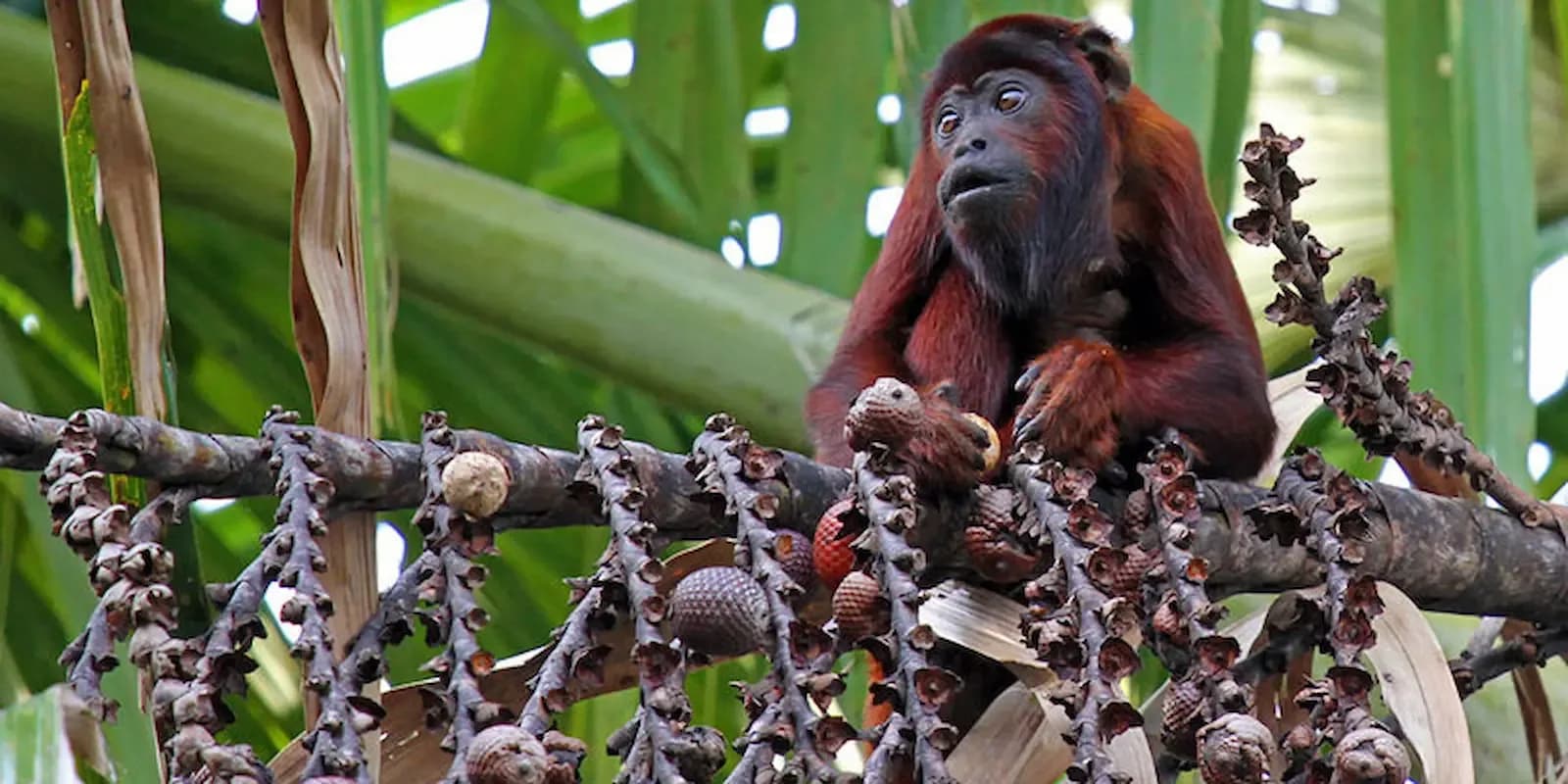 TOUR TAMBOPATA 3D/2N