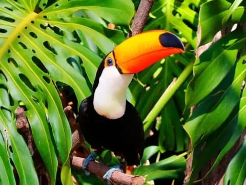 TOUR TAMBOPATA 2D/1N