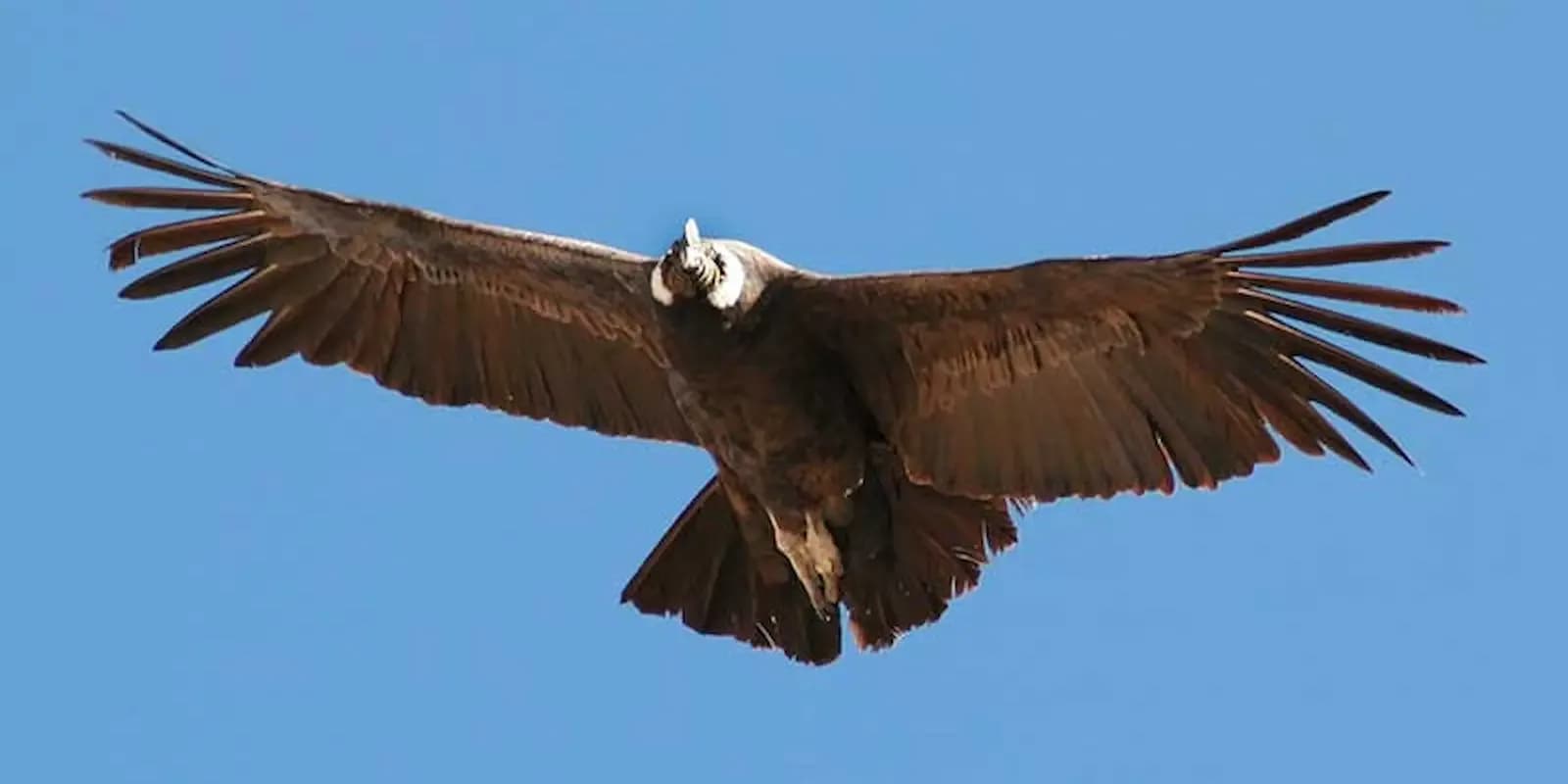VUELO DEL CONDOR