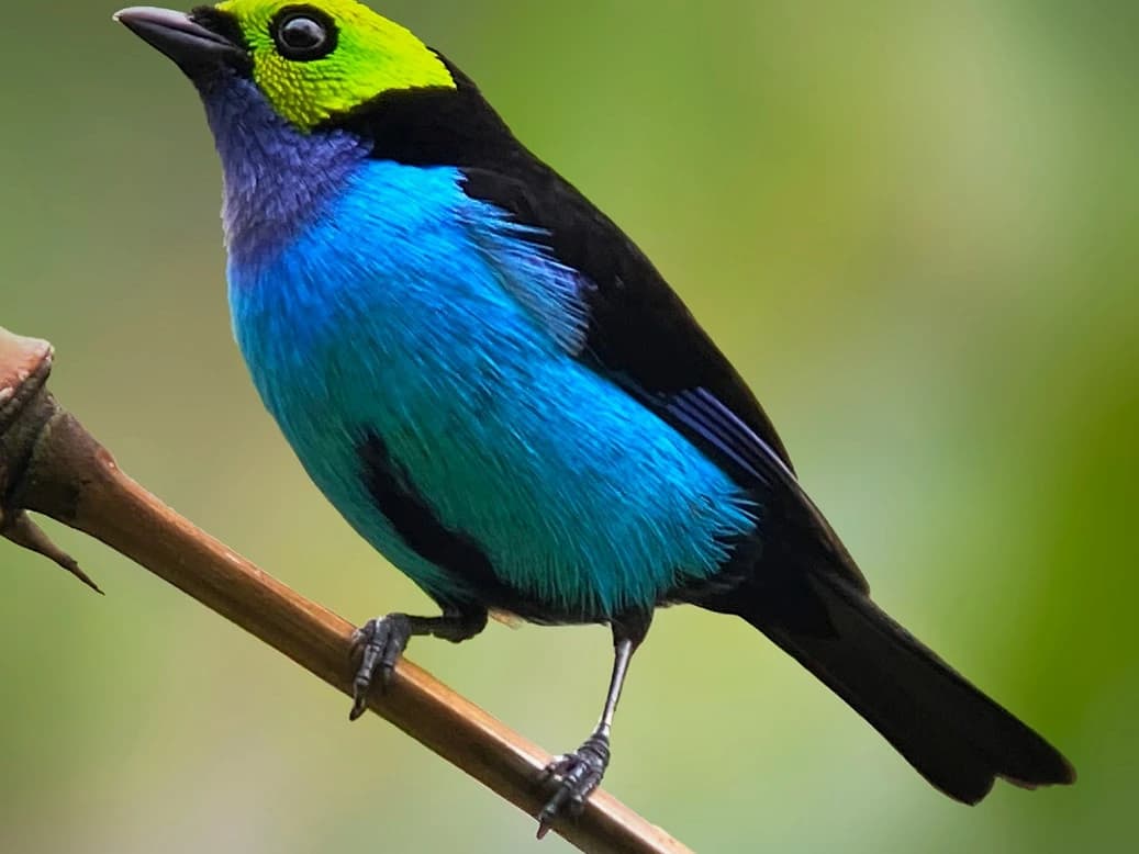 BIRDING CLOUD FOREST MANU NATIONAL PARK 4D/3N gallery
