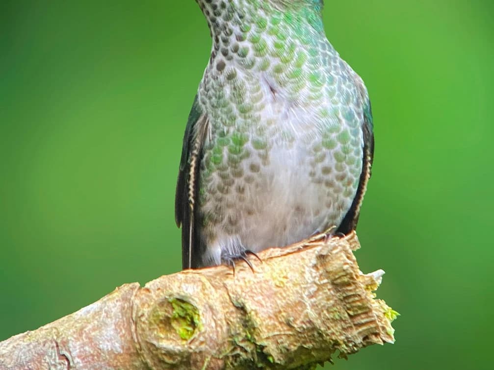 BIRDING CLOUD FOREST MANU NATIONAL PARK 4D/3N gallery