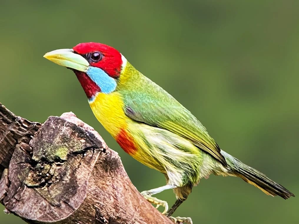 BIRDING CLOUD FOREST MANU NATIONAL PARK 4D/3N gallery