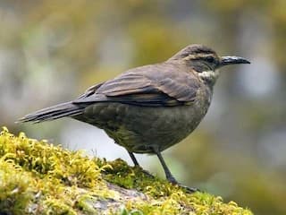 BIRDING CUSCO, MACHUPICCHU & ABRA MALAGA 5D/4N