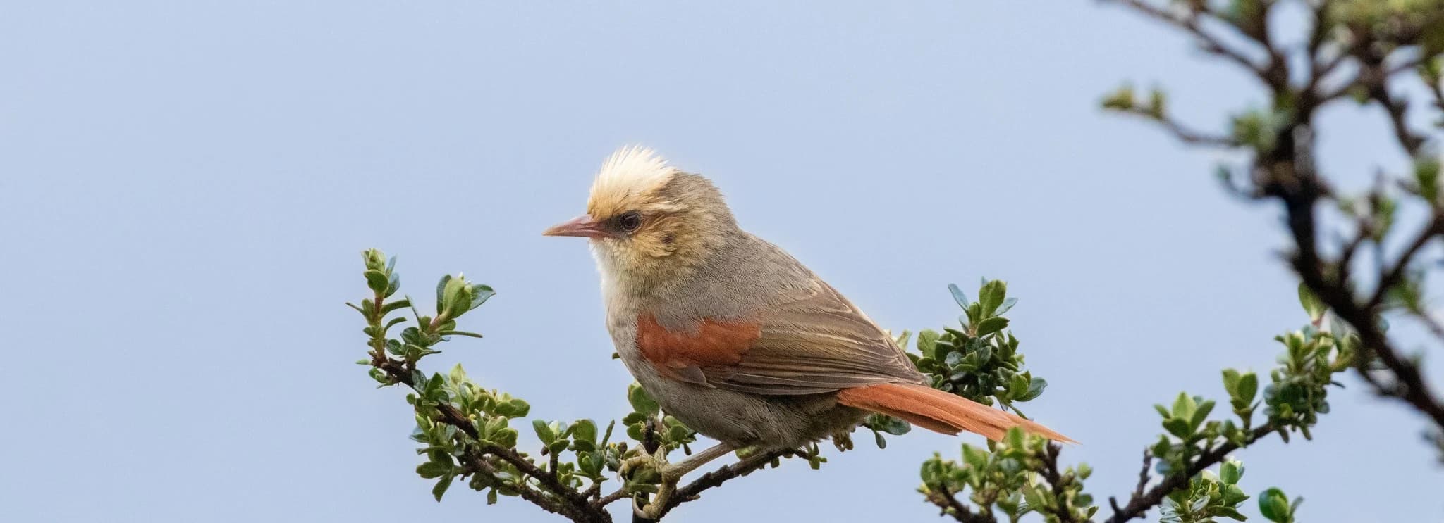 BIRDING IN CUSCO