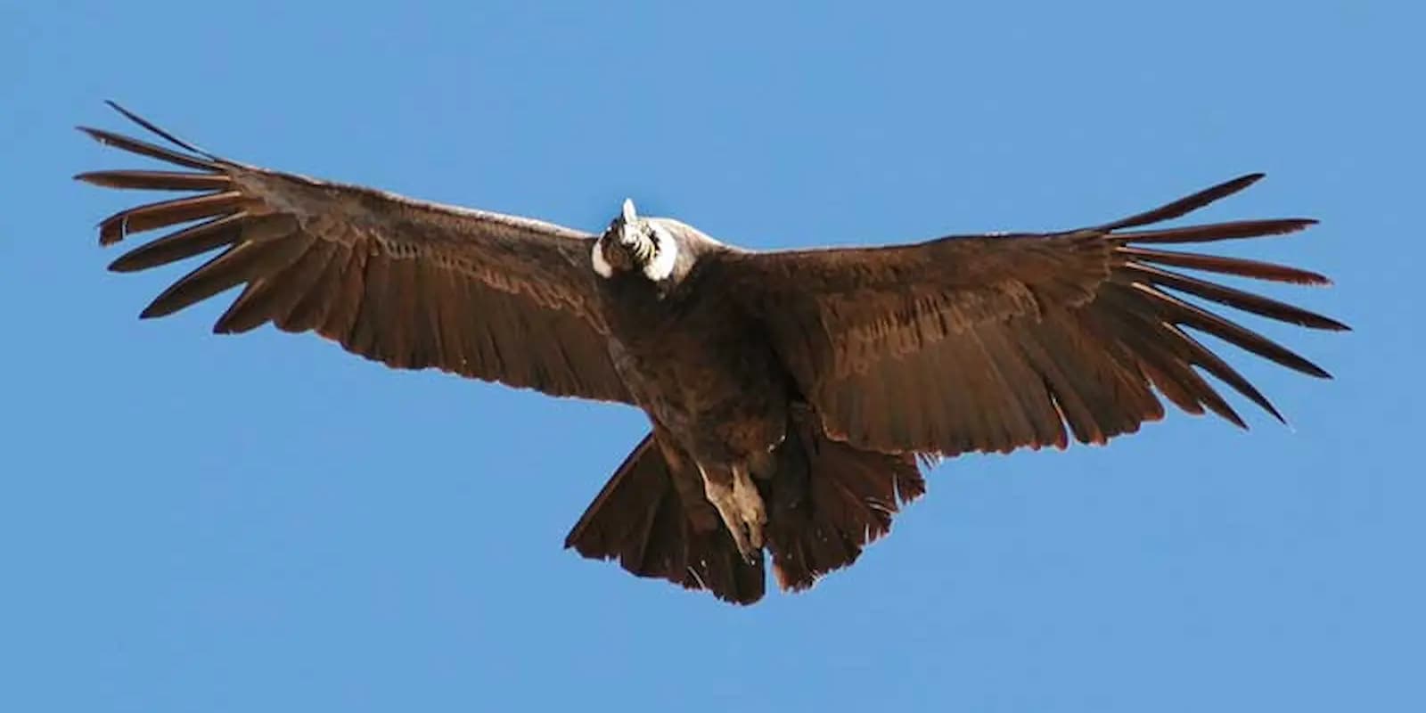 FLIGHT OF THE CONDOR