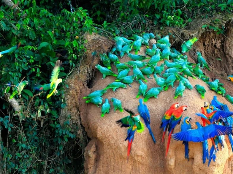 MACAW CLICK AND LAKE SANDOVAL 5D/4N gallery