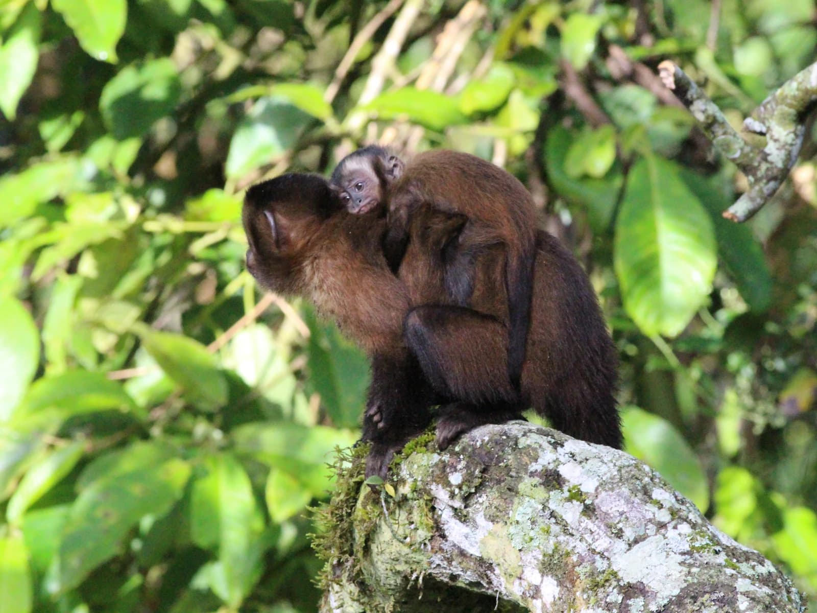 MANU NATIONAL PARK BIODIVERSITY 7 DAYS gallery