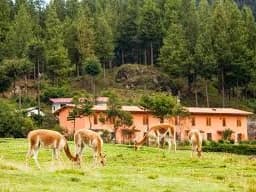 GRANJA PORCÓN & VENTANILLAS DE OTUZCO gallery
