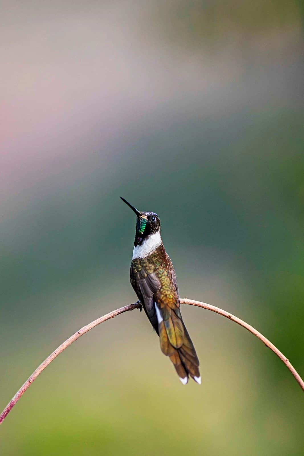OBSERVACION DE AVES CUSCO gallery