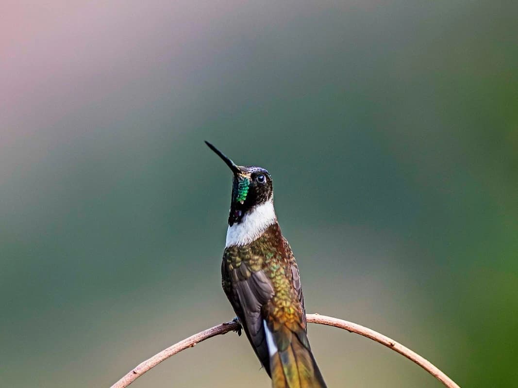 OBSERVACION DE AVES EN EL PARQUE NACIONAL DE MANU 7D/6N gallery