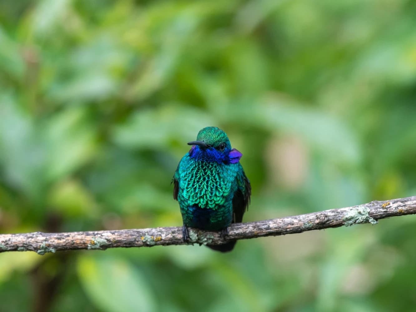 OBSERVACION DE AVES EN EL PARQUE NACIONAL DE MANU 7D/6N gallery
