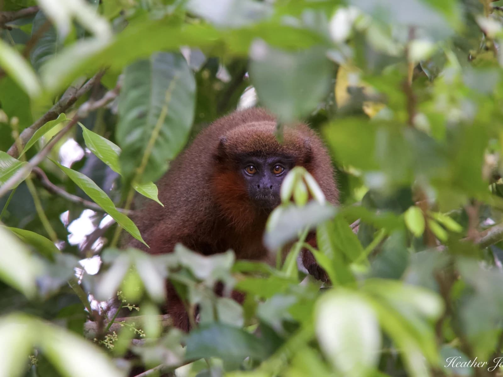 TOUR TAMBOPATA 3D/2N gallery
