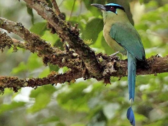 Manu Wayqecha and Cloud Forest Birdwatching 4D/3N
